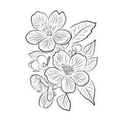 Obraz premium Hand Drawn Line Art of Cherry Blossom Flowers and Leaves – Botanical Black and White Illustration