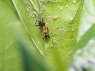 La Formica rufibarbis es una hormiga de cuerpo negro y tórax rojizo. Es una especie muy rápida y...