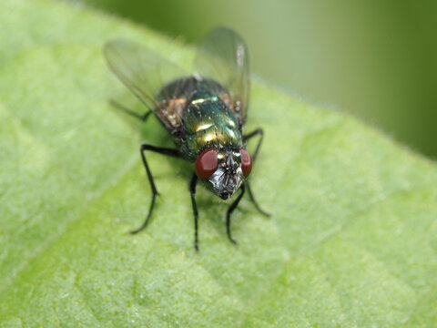 La Lucilia sericata, o mosca verde botella, es una mosca com&uacute;n a nivel mundial. Sus larvas se usan en larvaterapia para limpiar heridas. Tambi&eacute;n es importante en medicina forense.
