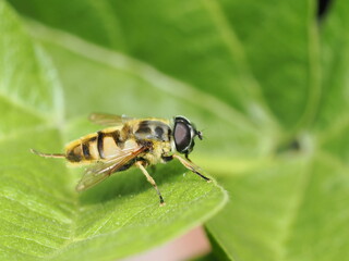 Fototapeta premium La Myathropa florea es una mosca cernidora común. Imita a abejas y avispas para protegerse. Sus larvas acuáticas viven en huecos de árboles. Los adultos se alimentan de néctar y polen. 