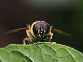 La Myathropa florea es una mosca cernidora común. Imita a abejas y avispas para protegerse. Sus larvas acuáticas viven en huecos de árboles. Los adultos se alimentan de néctar y polen.
