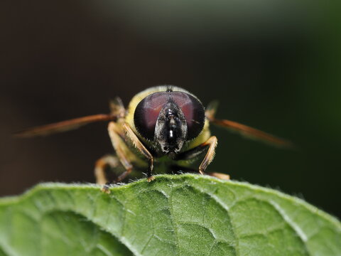 La Myathropa florea es una mosca cernidora com&uacute;n. Imita a abejas y avispas para protegerse. Sus larvas acu&aacute;ticas viven en huecos de &aacute;rboles. Los adultos se alimentan de n&eacute;ctar y polen.
