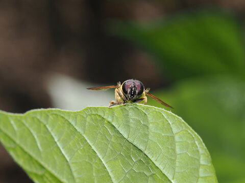 La Myathropa florea es una mosca cernidora com&uacute;n. Imita a abejas y avispas para protegerse. Sus larvas acu&aacute;ticas viven en huecos de &aacute;rboles. Los adultos se alimentan de n&eacute;ctar y polen.

