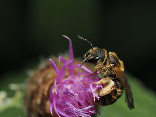 Halictus es un género de abejas solitarias y sociales que polinizan diversas flores, reconocidas...