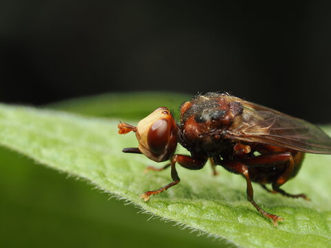 La Myopa dorsalis es una mosca de cabeza gruesa. Los adultos se alimentan de n&eacute;ctar, mientras que sus larvas son par&aacute;sitos de abejas y avispas. Las hembras ponen sus huevos en sus hu&eacute;spedes.
