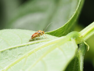 Fototapeta premium Liorhyssus hyalinus es una chinche de cuerpo alargado y colores marrones, que se alimenta de semillas y plantas herbáceas.