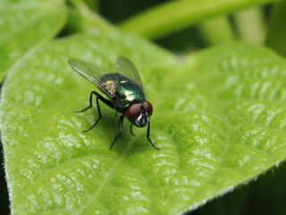 La Lucilia sericata, o mosca verde botella, es una mosca común a nivel mundial. Sus larvas se usan...