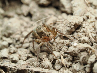 La Pardosa milvina es una araña lobo de Norteamérica. Mide hasta 6.2 mm y caza insectos en el suelo sin usar telarañas. Se encuentra cerca de ríos y zonas agrícolas.

