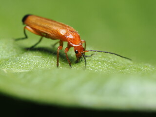 La Rhagonycha fulva es un escarabajo soldado común. Su cuerpo es anaranjado con las puntas de las alas negras. Los adultos cazan insectos y comen néctar en flores.
