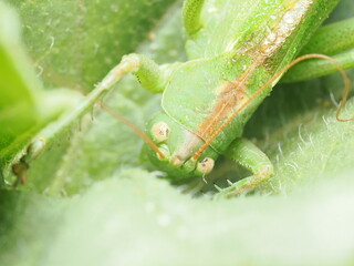 Tettigonia viridissima es un gran saltamontes verde, con largas antenas y canto nocturno, común en praderas y arbustos.