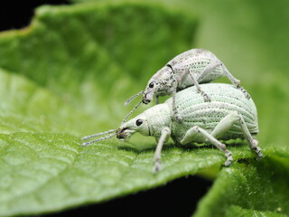 El Polydrusus formosus es un gorgojo de color verde metálico. Mide unos 5-7 mm. Se alimenta de...