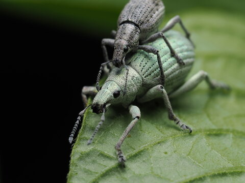 El Polydrusus formosus es un gorgojo de color verde met&aacute;lico. Mide unos 5-7 mm. Se alimenta de hojas de &aacute;rboles. Es com&uacute;n en Europa y Am&eacute;rica del Norte.
