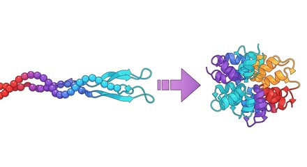 Protein Folding Process Illustration Depicting Transformation into Complex Structure