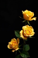 Fototapeta premium Golden roses dramatically arranged against a deep black background , golden roses, sophisticated