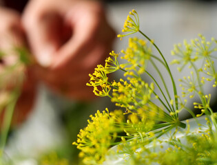 Detailed shot of hands processing aromatic dill, highlighting its vibrant green and yellow.