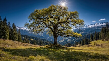 A solitary tree stands majestically in a mountain landscape, with a bright sun above and snow-capped peaks in the background under a clear blue sky.