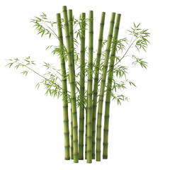 Obraz premium Cluster of green bamboo stalks with delicate leaves isolated on transparent background