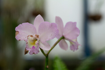 Delicate Light Purple Orchid Blooms with Blurred Background