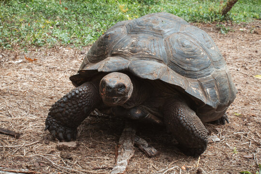 Riesenschildkr&ouml;te auf Galapagos