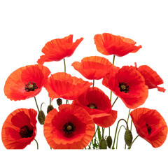  Poppies in Bloom: A cluster of vibrant red poppies stand tall against a crisp white backdrop, their delicate petals unfurling in a celebration of life ... See More 