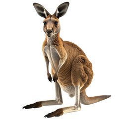 3D kangaroo icon isolated on transparent background. PNG