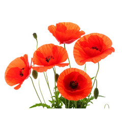 Poppies in Bloom: A cluster of vibrant red poppies stand tall against a crisp white backdrop, their delicate petals unfurling in a celebration of life ... See More