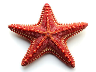 A close up of a red starfish with white spots isolated on a white background creating a simple image