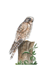 kestrel Turmfalke watercolor illustrations