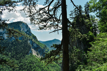 mountain landscape with trees