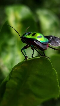 Extreme Close-up Macro Vertical Footage Of An Beautiful brilliantly colored jewel beetle on on edge of a leaf with a blurred background. Jewel bug (Chrysocoris stollii) is a common bug.