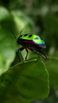 Extreme Close-up Macro Vertical Footage Of An Beautiful brilliantly colored jewel beetle on on edge of a leaf with a blurred background. Jewel bug (Chrysocoris stollii) is a common bug.