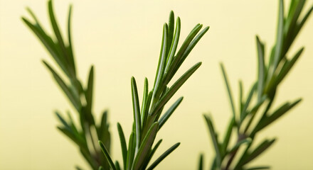 Fototapeta premium Fresh green sprigs of aromatic rosemary herb isolated on a soft yellow background.
