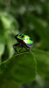 Extreme Close-up Macro Vertical Footage Of An Beautiful brilliantly colored jewel beetle on on edge of a leaf with a blurred background. Jewel bug (Chrysocoris stollii) is a common bug.