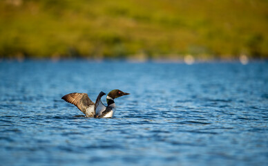 Black-throated loon, Ice diver, arctic loon or black-throated loon (Gavia arctica) swims in a lake in spring.