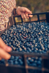 Farmer picking fresh blueberries on a farm.
