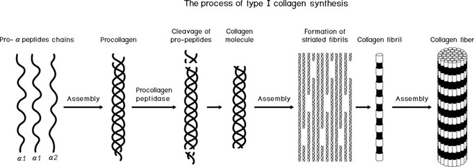 Multi-step process of type I collagen synthesis. Scheme of collagen biosynthesis for biology lessons