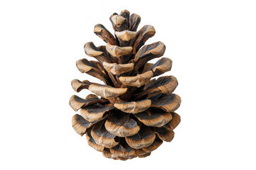 Pine Cone Isolated on Transparent Background