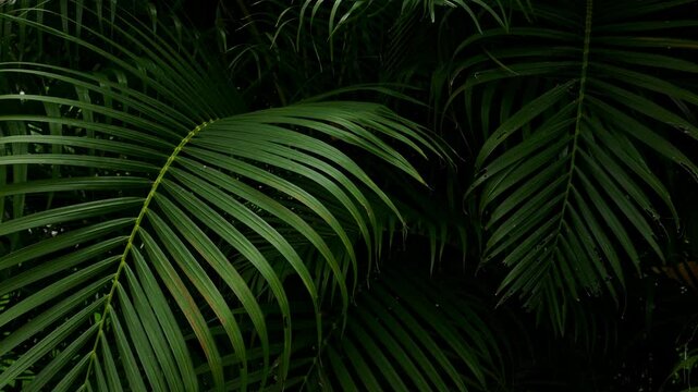 Tropical palm leaves green nature view decoration background texture.