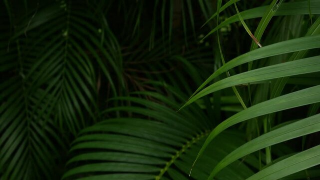 Tropical palm leaves green nature view decoration background texture.