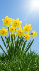 Fototapeta premium Yellow daffodils blooming in green grass under a bright blue sky
