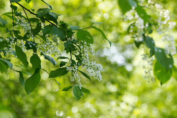 white blossoms of a tree, bright green background, white blossom with light balls in the...