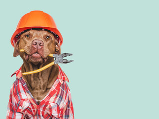 Cute dog, orange hard hat and pliers. Close-up, indoors. Studio shot. Congratulations for family,...
