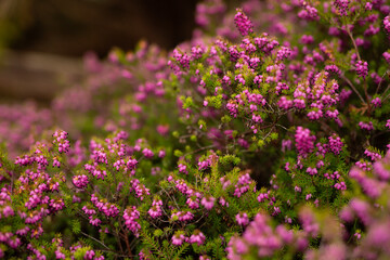 Obraz premium Vibrant Pink Heather Flowers in Bloom Are a Beautiful Sight to Enjoy This Spring Season