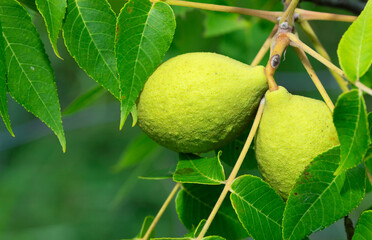 Two growing walnuts that are growing
