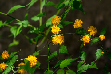 Kerria japonica bachelors buttons pleniflora cultivar flowers in bloom, yellow flowering shrub on branches