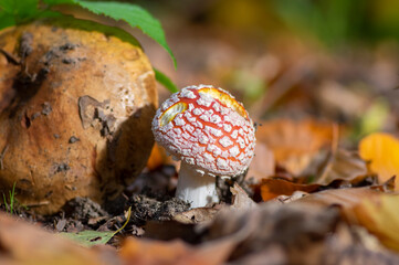 Amanita muscaria, fly agaric, fly amanita, poisonous mushroom in a forest