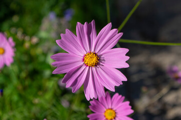 Cosmos bipinnatus mexican aster flowering white pink garden plants, group of beauty petal flowers in bloom on green background