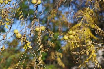 Juglans nigra green unripened nuts on bare branches in fat husk against blue sky
