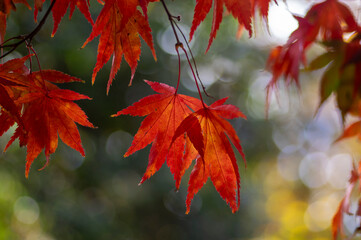 Acer palmatur smooth japanesse maple tree leaves on the branch during autumnal day bright fall...