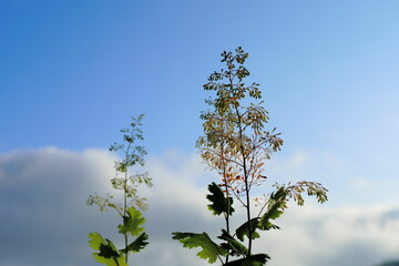 岐阜県揖斐川町の青空と雲と草花
